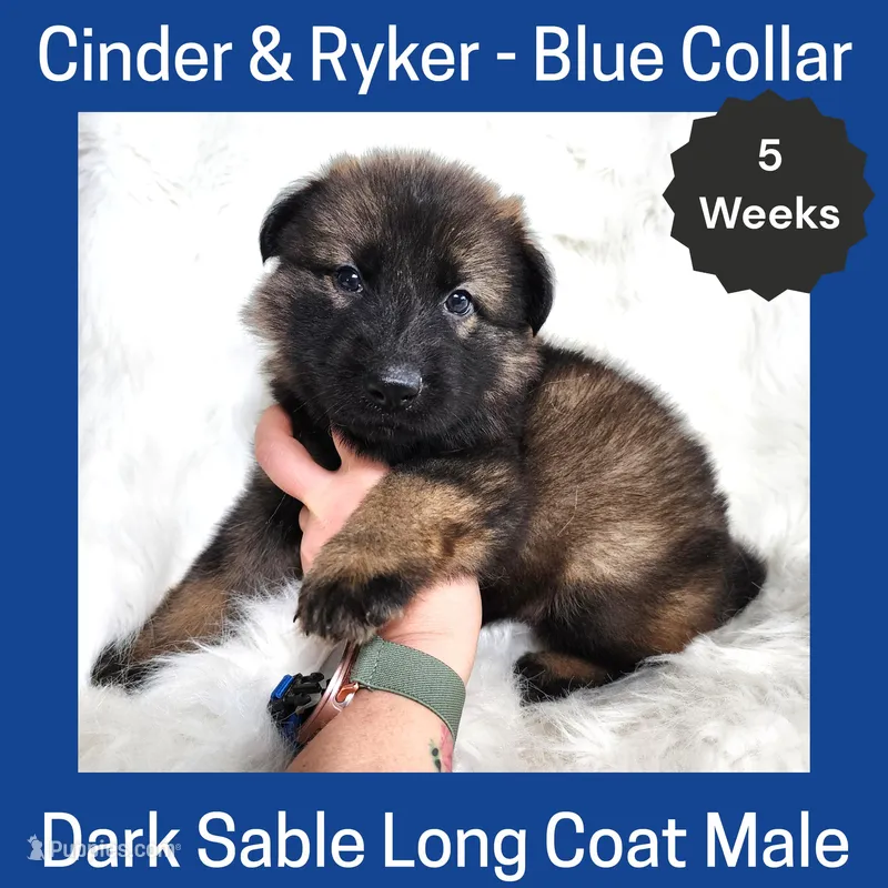 AKC D. Sable LH - CR Blue – German Shepherd Dog puppy for sale in Princeville, IL