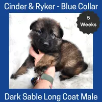 AKC D. Sable LH - CR Blue, a male German Shepherd Dog for sale in Princeville, IL – Photo 1 of 6