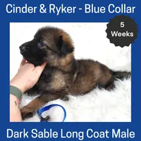 AKC D. Sable LH - CR Blue, a male German Shepherd Dog for sale in Princeville, IL – Photo 2 of 6