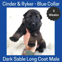 AKC D. Sable LH - CR Blue, a male German Shepherd Dog for sale in Princeville, IL – Photo 4 of 6