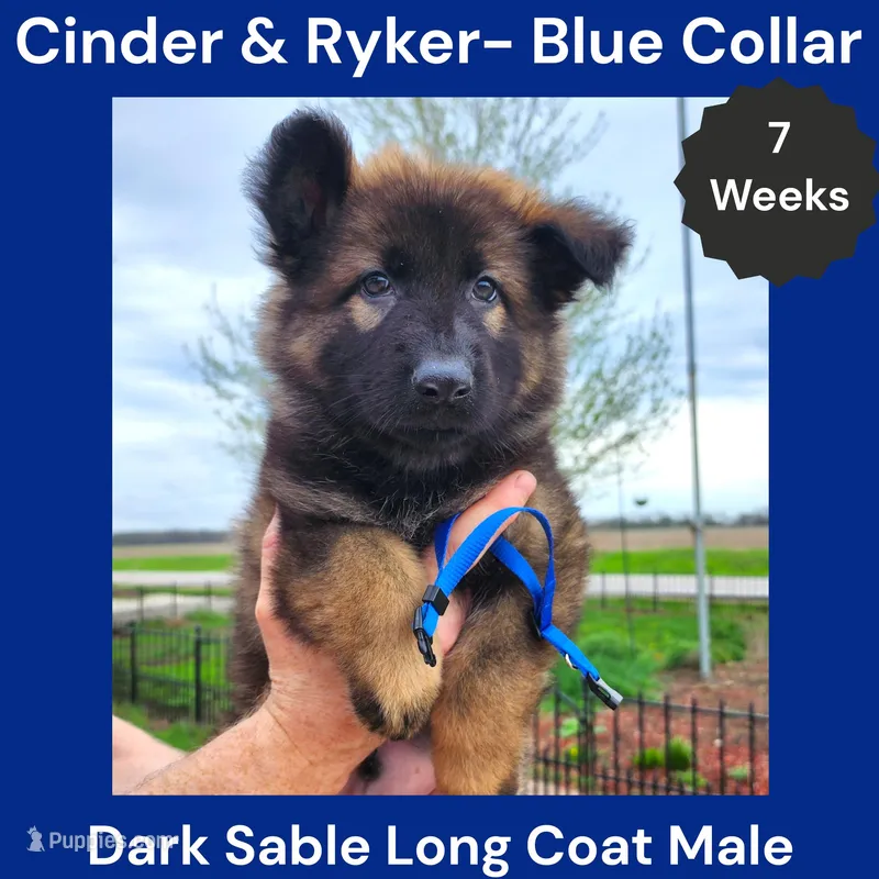 AKC D. Sable LH - CR Blue – German Shepherd Dog puppy for sale in Princeville, IL