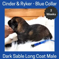 AKC D. Sable LH - CR Blue, a male German Shepherd Dog for sale in Princeville, IL – Photo 2 of 4