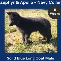 AKC Blue LH - ZA Navy, a male German Shepherd Dog for sale in Princeville, IL – 3 of 10