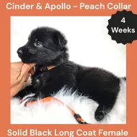 AKC Black Long Coat - CA Peach, a female German Shepherd Dog for sale in Princeville, IL – 2 of 3