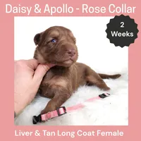 AKC Liver&tan LH - DA Rose, a female German Shepherd Dog for sale in Princeville, IL – Photo 2 of 3