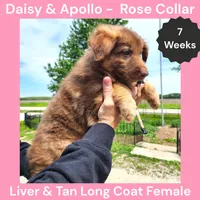 AKC Liver&tan LH - DA Rose, a female German Shepherd Dog for sale in Princeville, IL – 2 of 7