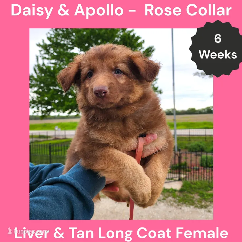 AKC Liver&tan LH - DA Rose – German Shepherd Dog puppy for sale in Princeville, IL