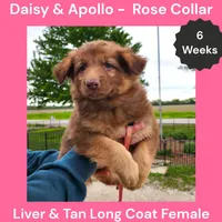 AKC Liver&tan LH - DA Rose, a female German Shepherd Dog for sale in Princeville, IL – 3 of 7