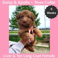 AKC Liver&tan LH - DA Rose, a female German Shepherd Dog for sale in Princeville, IL – 4 of 7