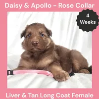 AKC Liver&tan LH - DA Rose, a female German Shepherd Dog for sale in Princeville, IL – 5 of 7