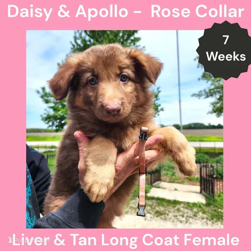 AKC Liver&tan LH - DA Rose – German Shepherd Dog puppy for sale in Princeville, IL