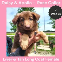 AKC Liver&tan LH - DA Rose, a female German Shepherd Dog for sale in Princeville, IL – 1 of 7
