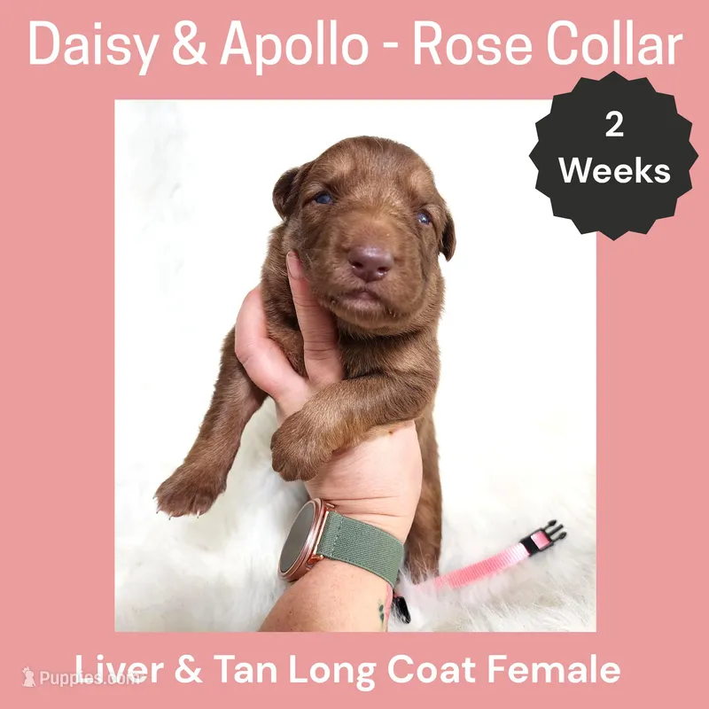 AKC Liver&tan LH - DA Rose – German Shepherd Dog puppy for sale in Princeville, IL