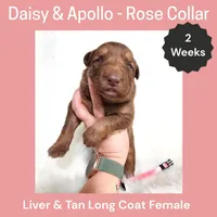 AKC Liver&tan LH - DA Rose, a female German Shepherd Dog for sale in Princeville, IL – Photo 1 of 3