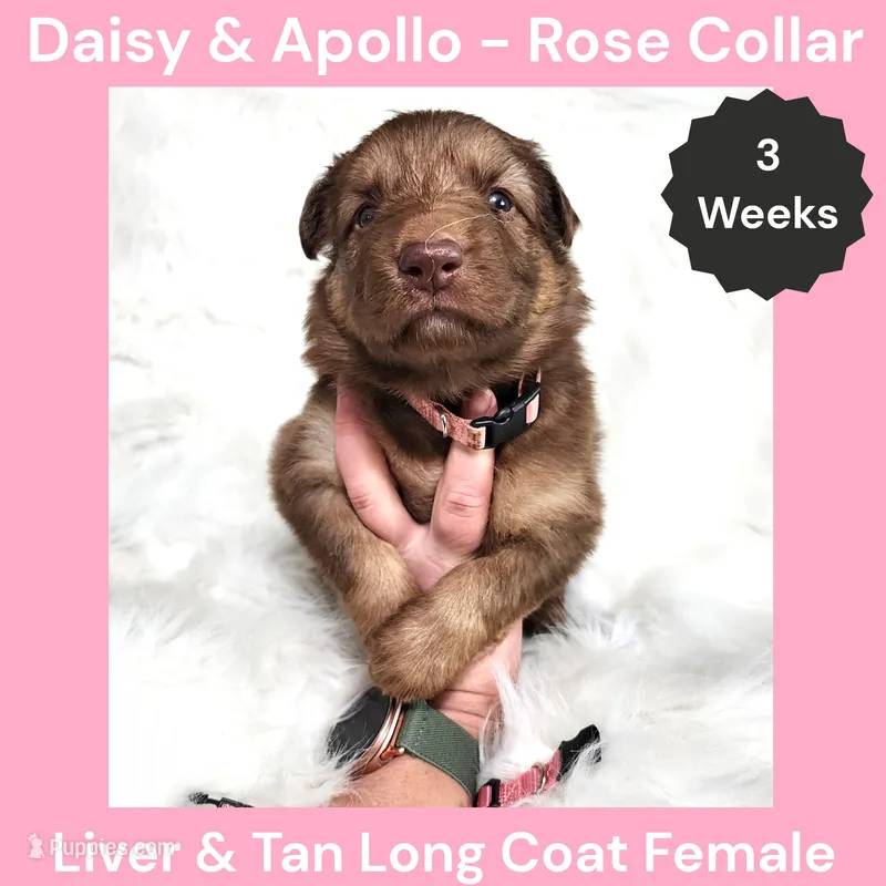AKC Liver&tan LH - DA Rose – German Shepherd Dog puppy for sale in Princeville, IL