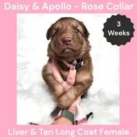 AKC Liver&tan LH - DA Rose, a female German Shepherd Dog for sale in Princeville, IL – 6 of 7