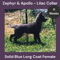AKC Blue LH - ZA Lilac , a female German Shepherd Dog for sale in Princeville, IL – 3 of 10