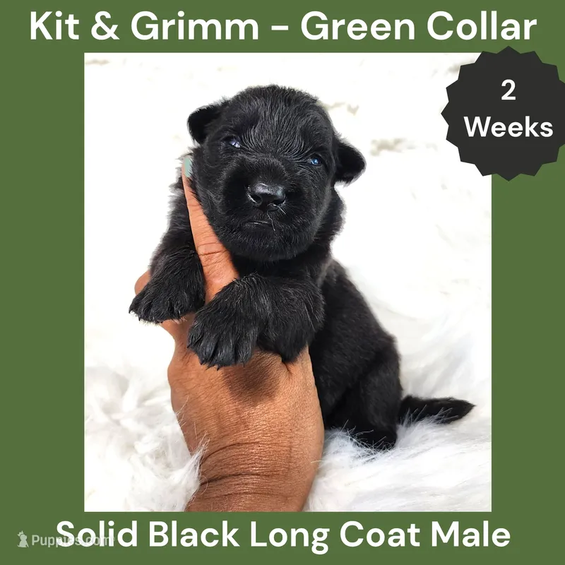 AKC Black Long Coat - KG Green – German Shepherd Dog puppy for sale in Princeville, IL
