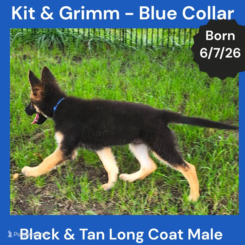 AKC Black & Tan Long Coat - KG Blue  – German Shepherd Dog puppy for sale in Princeville, IL