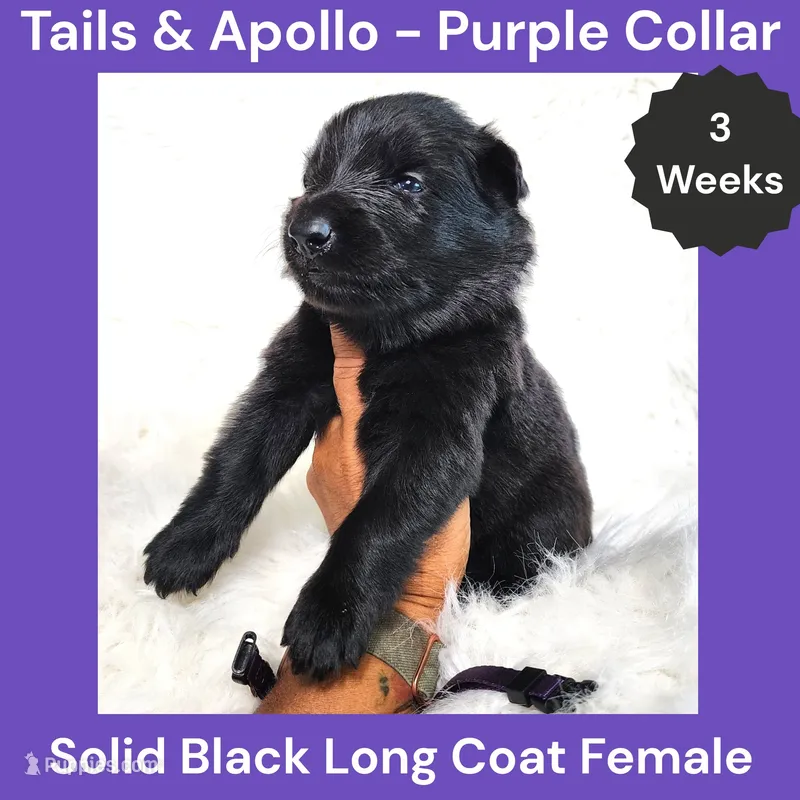 AKC Black Long Coat - TA Purple – German Shepherd Dog puppy for sale in Princeville, IL