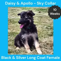 AKC Black&Silver LH - DA Sky, a female German Shepherd Dog for sale in Princeville, IL – 2 of 9