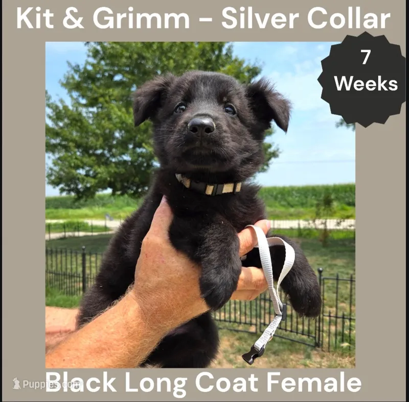 AKC Black Long Coat - KG Silver – German Shepherd Dog puppy for sale in Princeville, IL