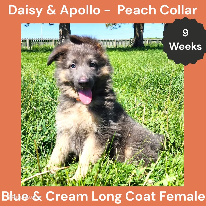 AKC Blue&Cream LH - DA Peach – German Shepherd Dog puppy for sale in Princeville, IL