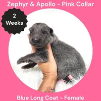 AKC Blue Long Coat - ZA Pink, a female German Shepherd Dog for sale in Princeville, IL – 2 of 3