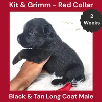 AKC Black & Tan Long Coat - KG Red, a male German Shepherd Dog for sale in Princeville, IL – 2 of 3