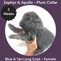 AKC Blue & Tan Long Coat - ZA Plum, a female German Shepherd Dog for sale in Princeville, IL – 2 of 3