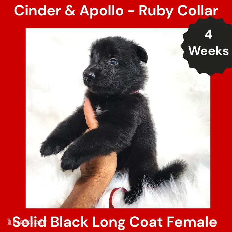AKC Black Long Coat - CA Ruby – German Shepherd Dog puppy for sale in Princeville, IL