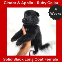 AKC Black Long Coat - CA Ruby, a female German Shepherd Dog for sale in Princeville, IL – 1 of 3
