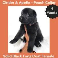 AKC Black Long Coat - CA Peach, a female German Shepherd Dog for sale in Princeville, IL – 1 of 3