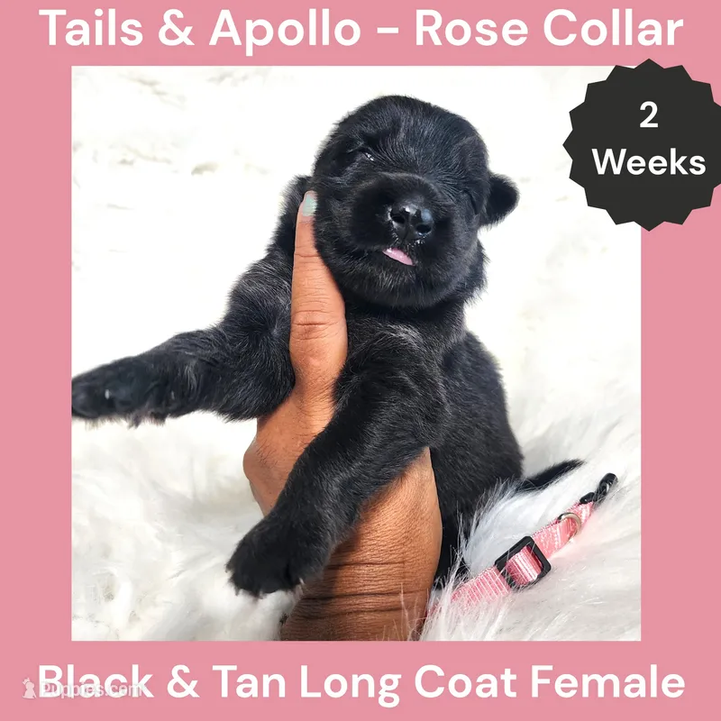 AKC Black & Tan Long Coat - TA Rose – German Shepherd Dog puppy for sale in Princeville, IL