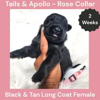 AKC Black & Tan Long Coat - TA Rose, a female German Shepherd Dog for sale in Princeville, IL – 1 of 3