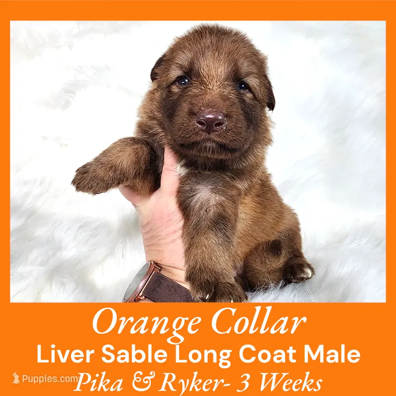 AKC Liver Sable LH - PR Orange