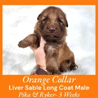 AKC Liver Sable LH - PR Orange, a male German Shepherd Dog for sale in Princeville, IL – Photo 1 of 4