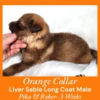 AKC Liver Sable LH - PR Orange, a male German Shepherd Dog for sale in Princeville, IL – Photo 2 of 4