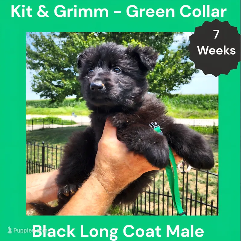 AKC Black Long Coat - KG Green – German Shepherd Dog puppy for sale in Princeville, IL