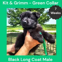 AKC Black Long Coat - KG Green, a male German Shepherd Dog for sale in Princeville, IL – 4 of 9