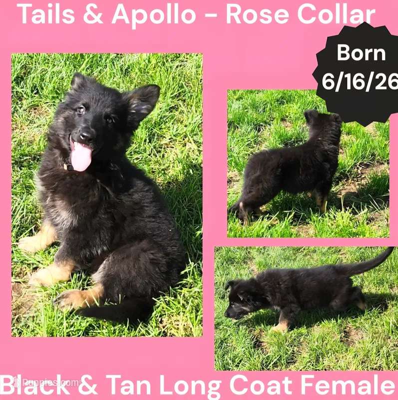 AKC Black & Tan Long Coat - TA Rose – German Shepherd Dog puppy for sale in Princeville, IL