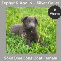 AKC Blue LH - ZA Silver , a female German Shepherd Dog for sale in Princeville, IL – 2 of 10