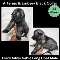 AKC Black Silver Sable Long Coat - AE Black, a male German Shepherd Dog for sale in Princeville, IL – 3 of 4