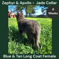 AKC Blue & Tan LH - ZA Jade , a female German Shepherd Dog for sale in Princeville, IL – 4 of 9