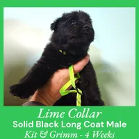 AKC Black LH - KG Lime, a male German Shepherd Dog for sale in Princeville, IL – Photo 5 of 6
