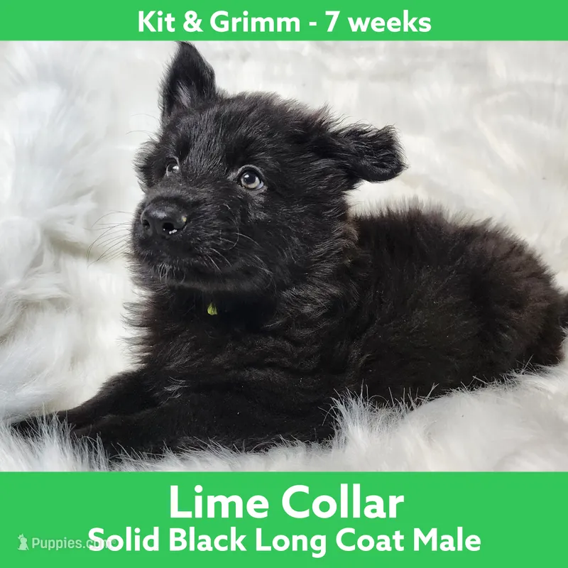 AKC Black LH - KG Lime