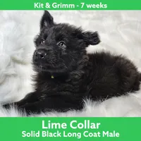 AKC Black LH - KG Lime, a male German Shepherd Dog for sale in Princeville, IL – Photo 1 of 6