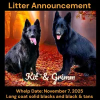 AKC Black LH - KG Lime, a male German Shepherd Dog for sale in Princeville, IL – Photo 6 of 6