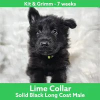 AKC Black LH - KG Lime, a male German Shepherd Dog for sale in Princeville, IL – Photo 3 of 6