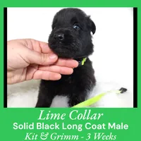 AKC Black LH - KG Lime, a male German Shepherd Dog for sale in Princeville, IL – Photo 4 of 6